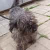 Lotti sucht nach Liebe