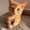 Ernie  verspieltes Kitten sucht Zuhause