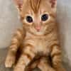 Ernie  verspieltes Kitten sucht Zuhause