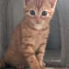 Ernie  verspieltes Kitten sucht Zuhause