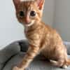 Ernie  verspieltes Kitten sucht Zuhause