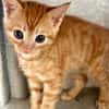Ernie  verspieltes Kitten sucht Zuhause