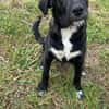 Labrador Mix Hans