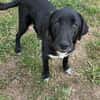 Labrador Mix Hans