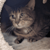 STITCH A17371