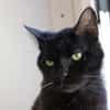 Bébé Noir