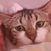 Yelle (en cours d'adoption)