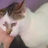 Kitkat (en cours d'adoption)