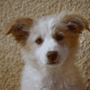 Nova (en cours d'adoption)