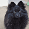 Blacks (en cours d'adoption)