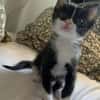 SAUTERELLE A ADOPTER AVEC UN CHAT DEJA PRÉSENT CHEZ VOUS