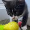 SAUTERELLE A ADOPTER AVEC UN CHAT DEJA PRÉSENT CHEZ VOUS