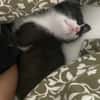 SAUTERELLE A ADOPTER AVEC UN CHAT DEJA PRÉSENT CHEZ VOUS