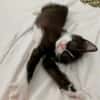 SAUTERELLE A ADOPTER AVEC UN CHAT DEJA PRÉSENT CHEZ VOUS