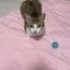 Louna