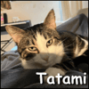 Tatami
