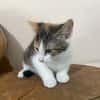 CHATMALLOW