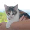 CHATMALLOW