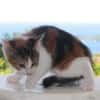 CHATMALLOW