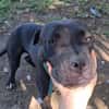 XENA