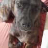 CHIPIE