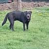 Onyc Labrador rüde 9 mon.