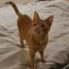 Zutraulicher Sully sucht sein Zuhause