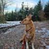 BALU  Ein sensibler Schatz sucht Dich