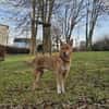 BALU  Ein sensibler Schatz sucht Dich