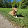 BALU  Ein sensibler Schatz sucht Dich