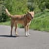 BALU  Ein sensibler Schatz sucht Dich