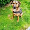 Buck gut erzogen ein toller Familienhund