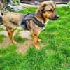 Buck gut erzogen ein toller Familienhund