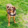 Buck gut erzogen ein toller Familienhund