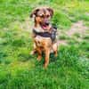 Buck gut erzogen ein toller Familienhund