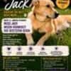 Jack, sucht nach 11 Jahren neues Zuhause