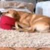 Jack, sucht nach 11 Jahren neues Zuhause
