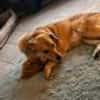 Jack, sucht nach 11 Jahren neues Zuhause