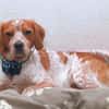 Paul - Gute-Laune-Hund sucht Zuhause