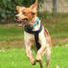 Paul - Gute-Laune-Hund sucht Zuhause