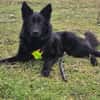 Wolfie ein Traunhund