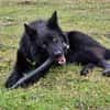 Wolfie ein Traunhund
