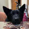 Wolfie ein Traunhund