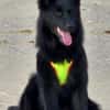 Wolfie ein Traunhund