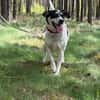 🐾 Gino  liebevoller Begleiter