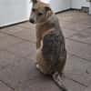 ❤Jessy...liebt Kinder und Katzen