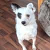 Traurige Hundeseele sucht zuhause