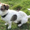 Kleiner Snoopy sucht liebvolles Zuhause