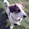 Kleiner Snoopy sucht liebvolles Zuhause