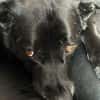 Pumba